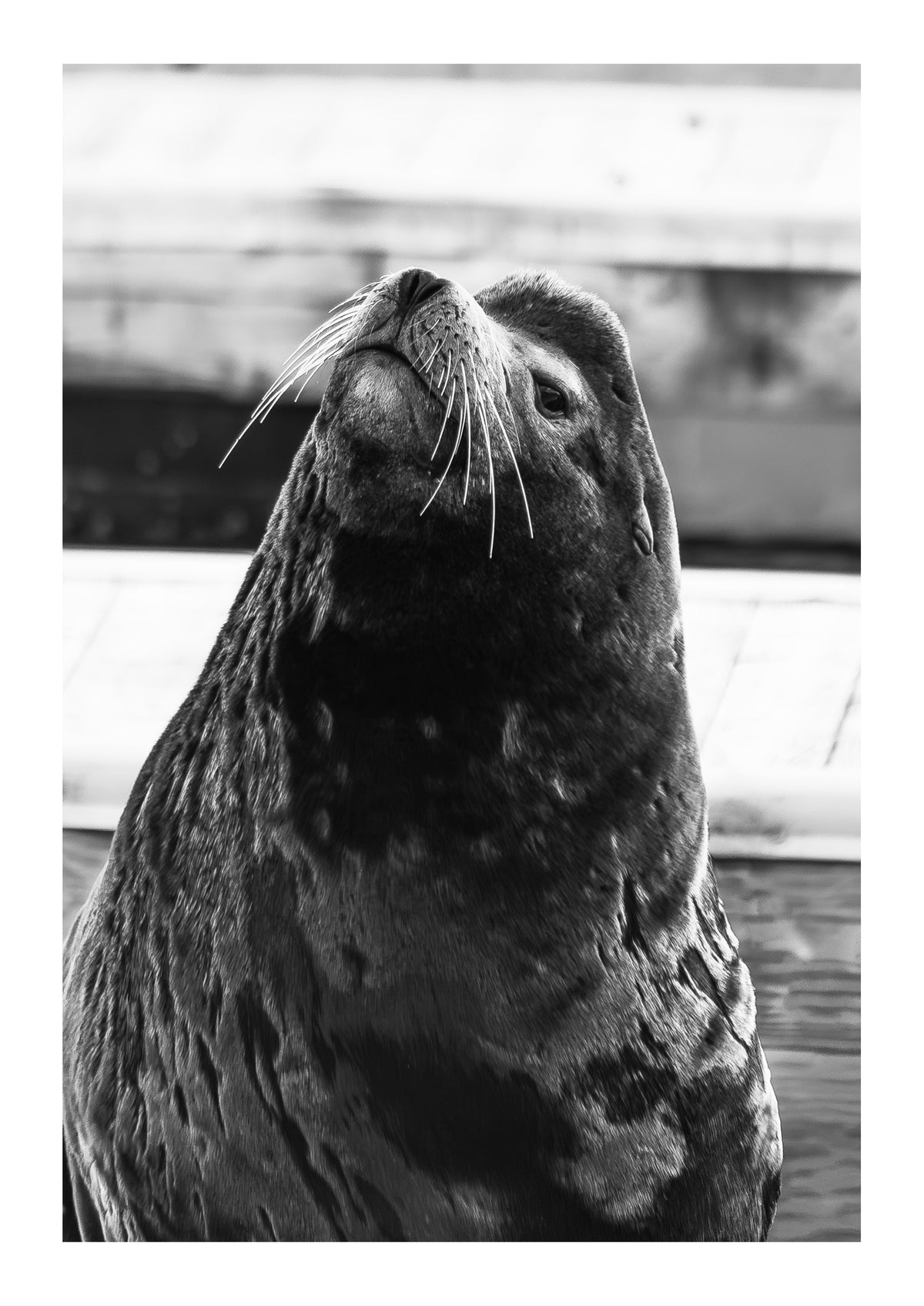 Sea Lion Staredown