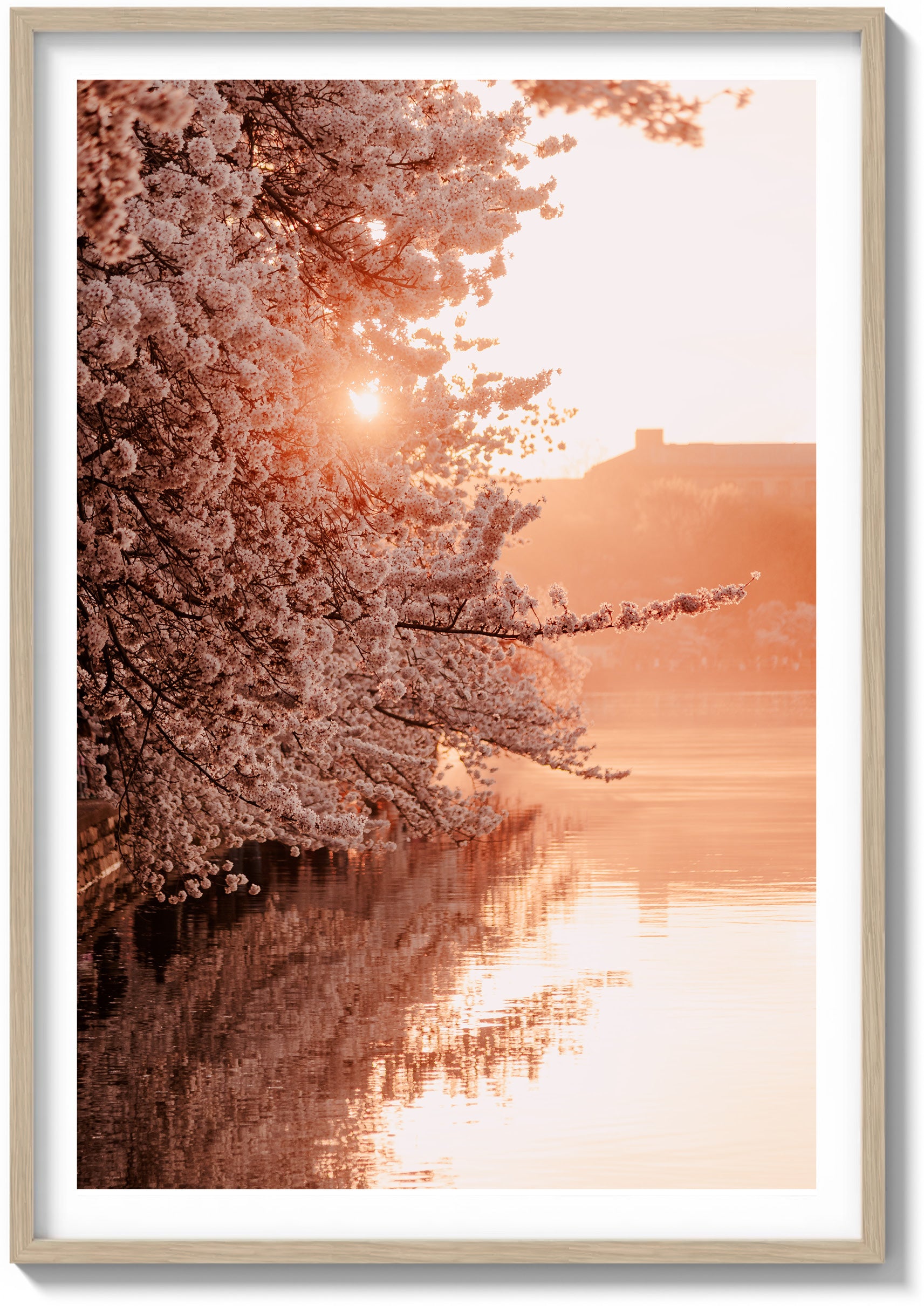 Blossoms Over The Basin