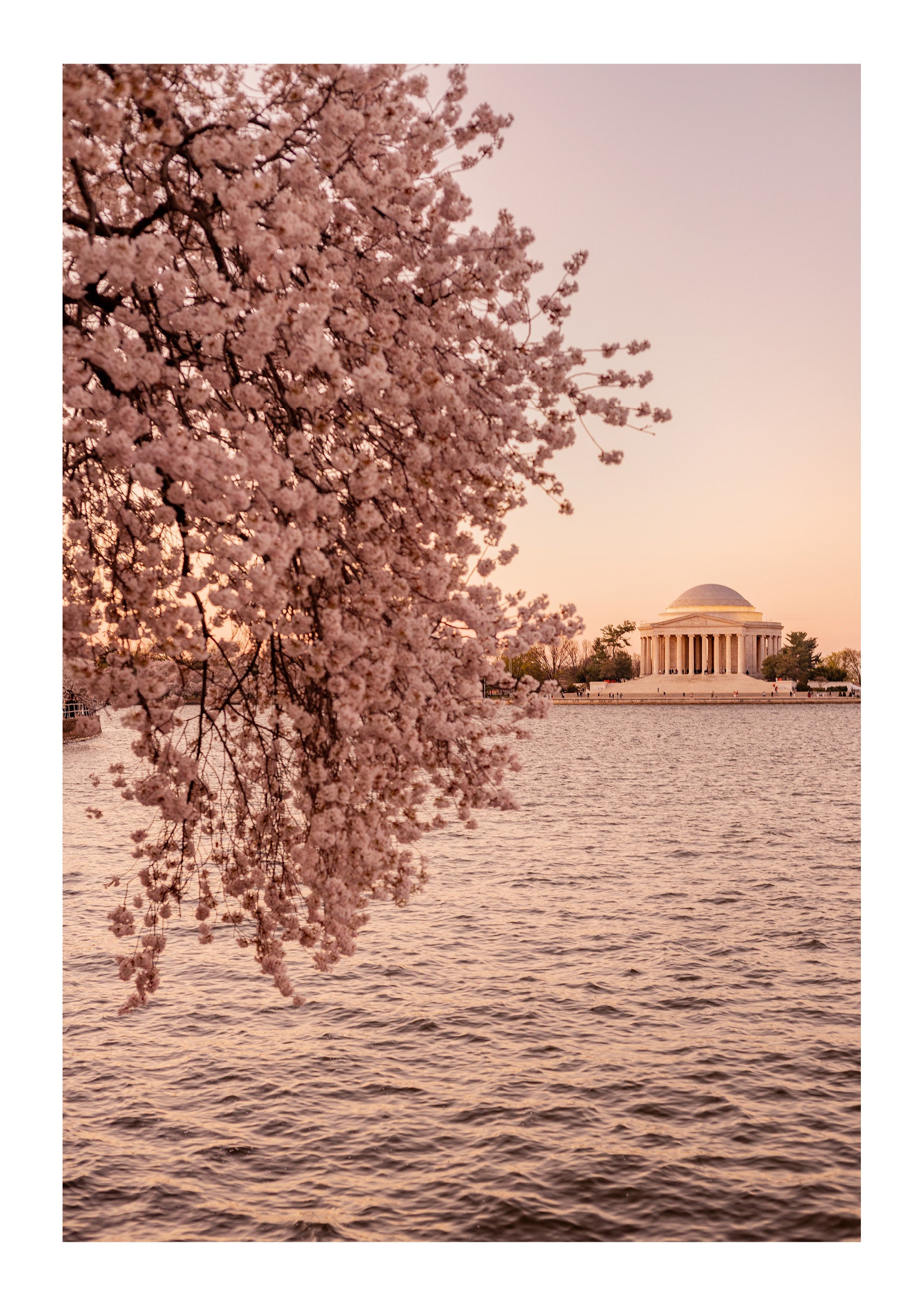 Basin Bloom