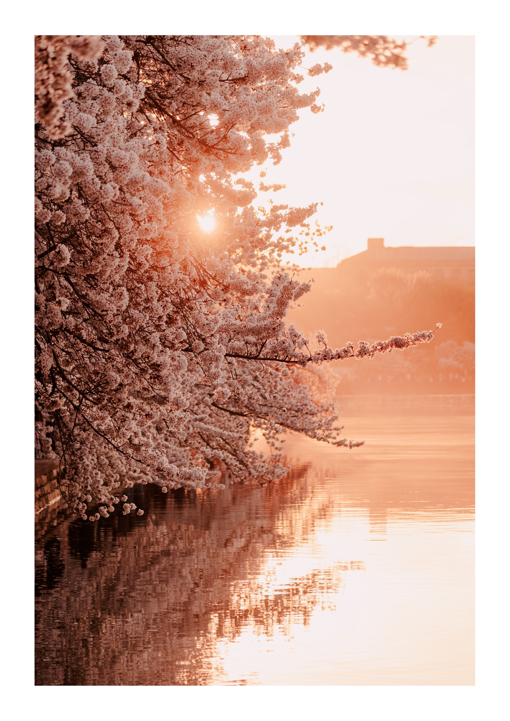 Blossoms Over The Basin