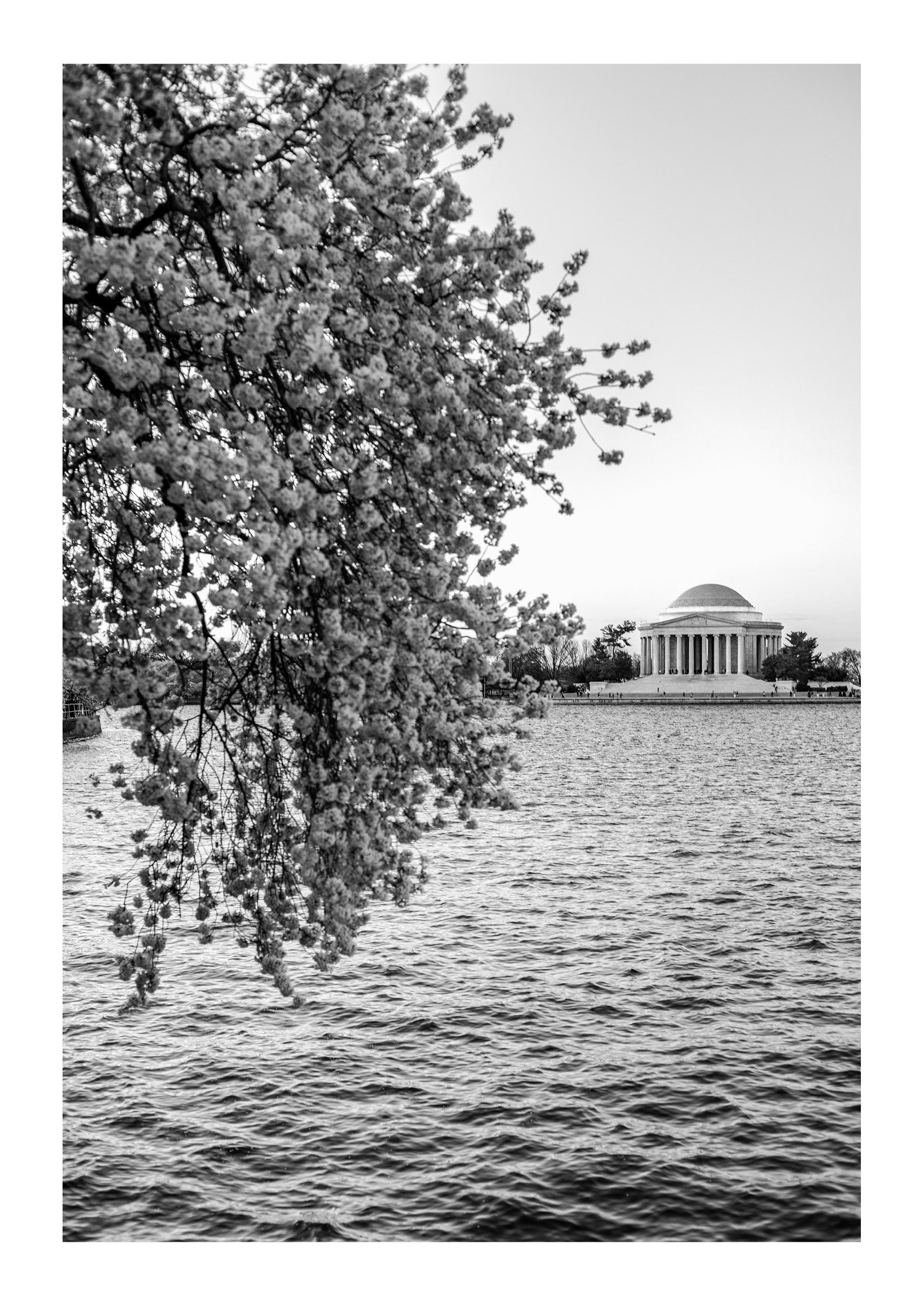 Basin Bloom