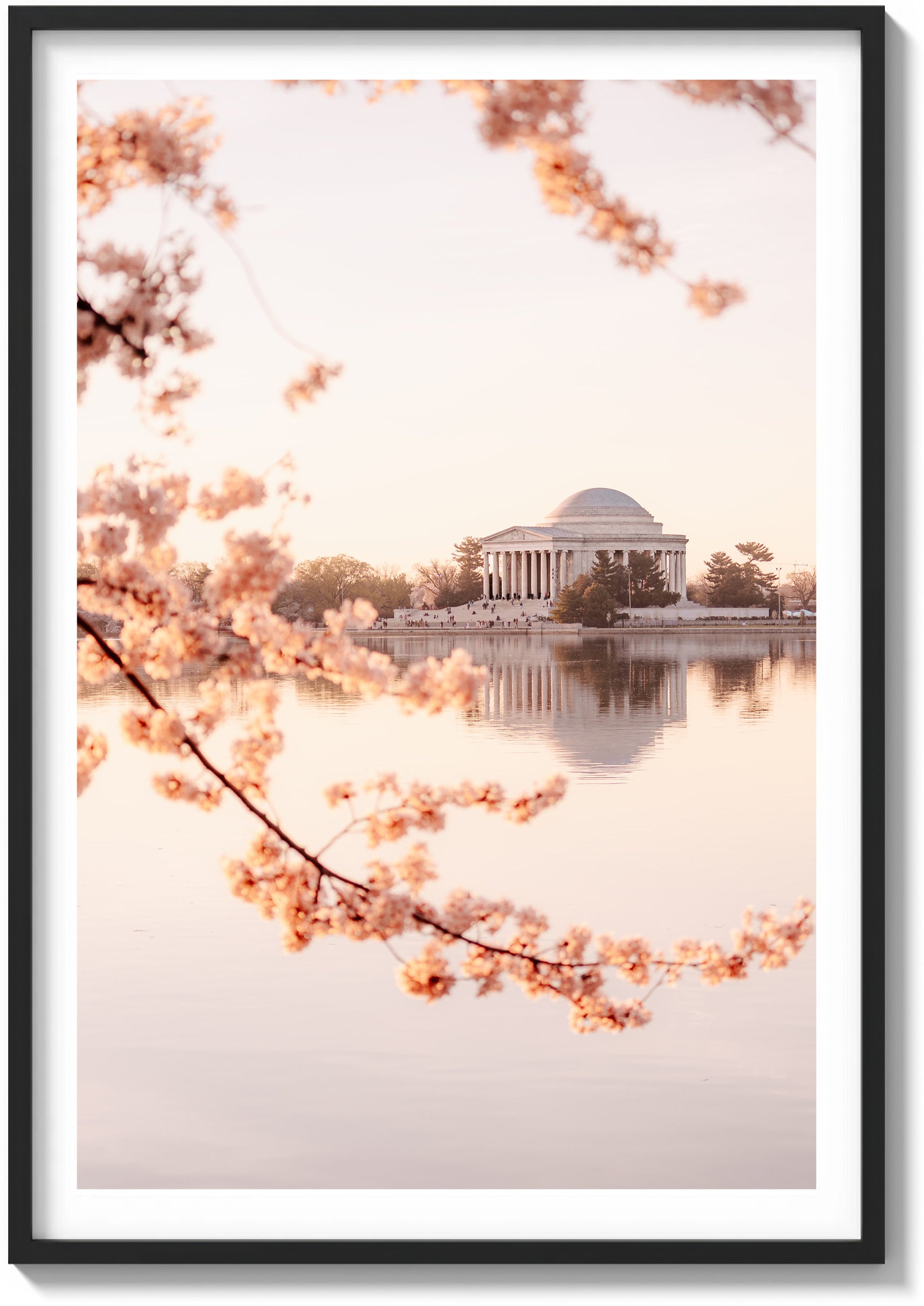 DC Bloom
