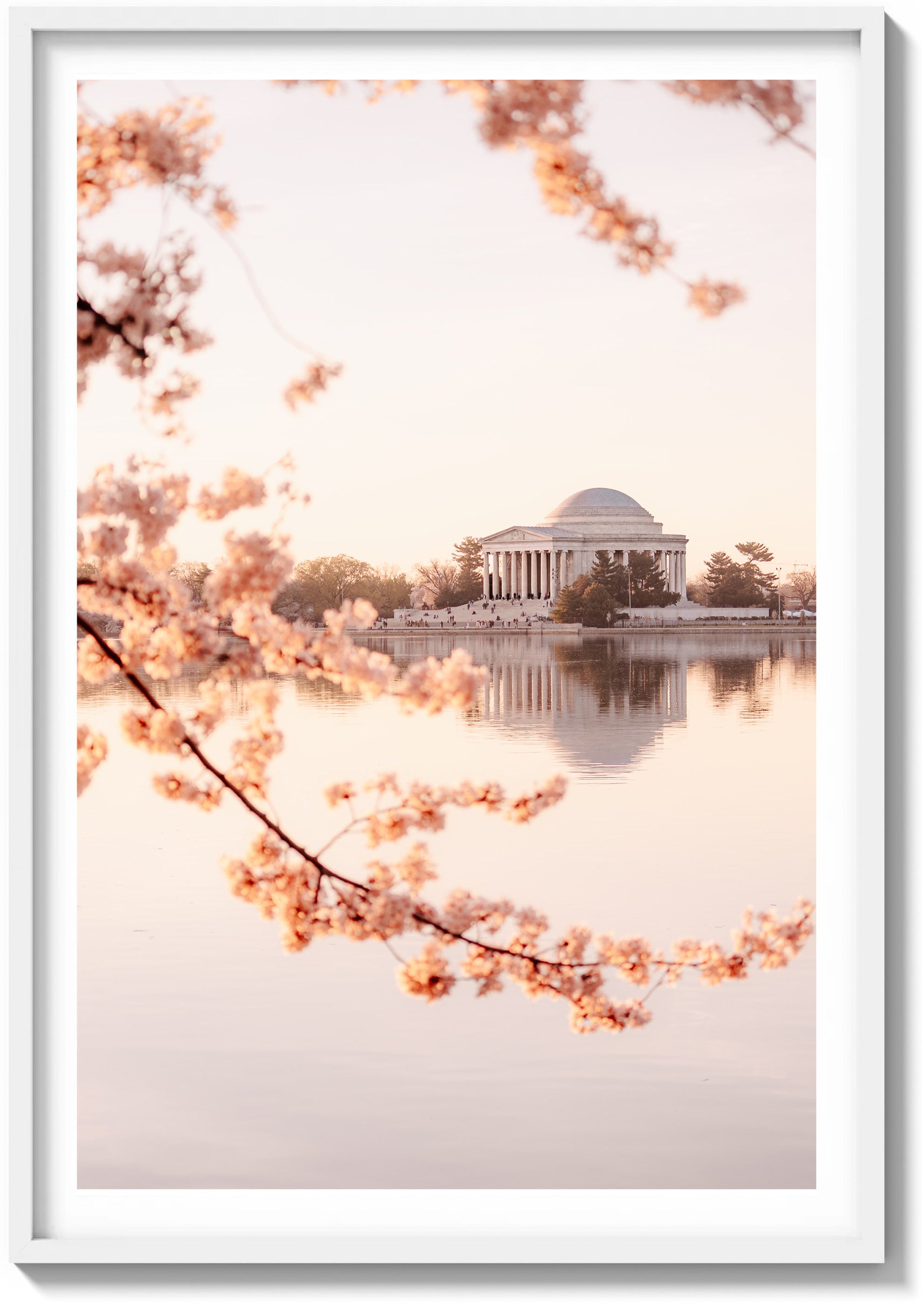 DC Bloom
