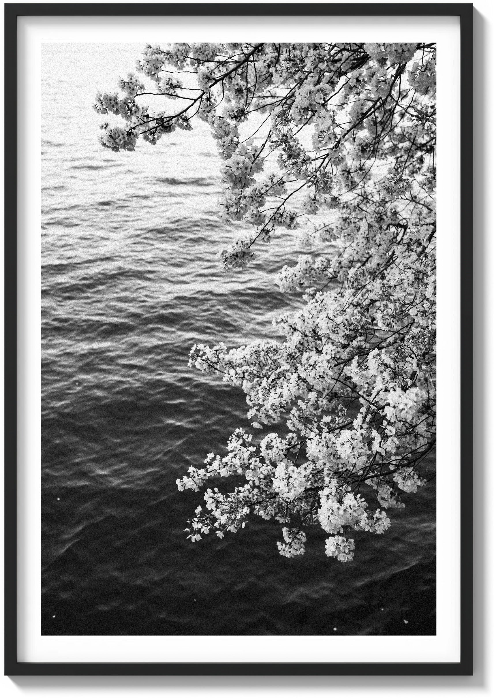 Blossoms on Film
