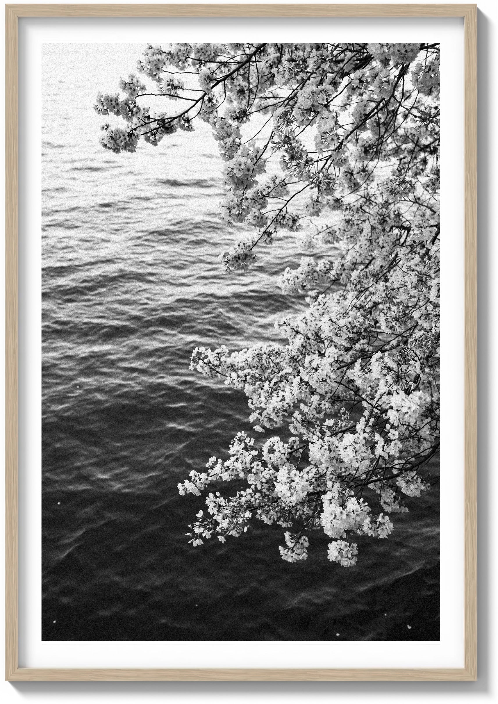 Blossoms on Film