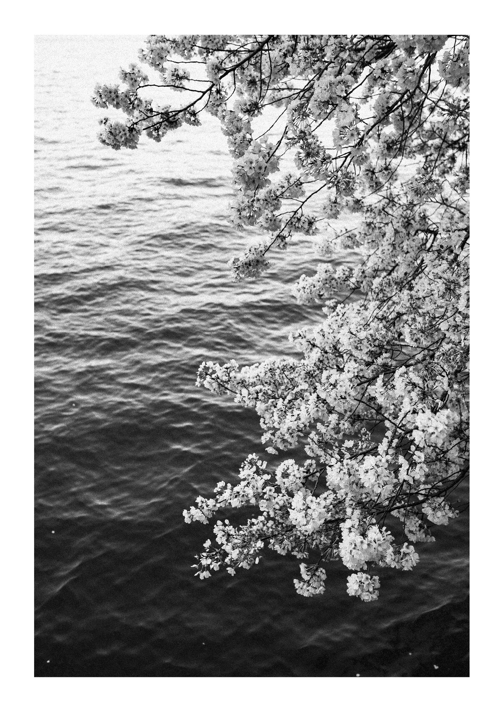 Blossoms on Film