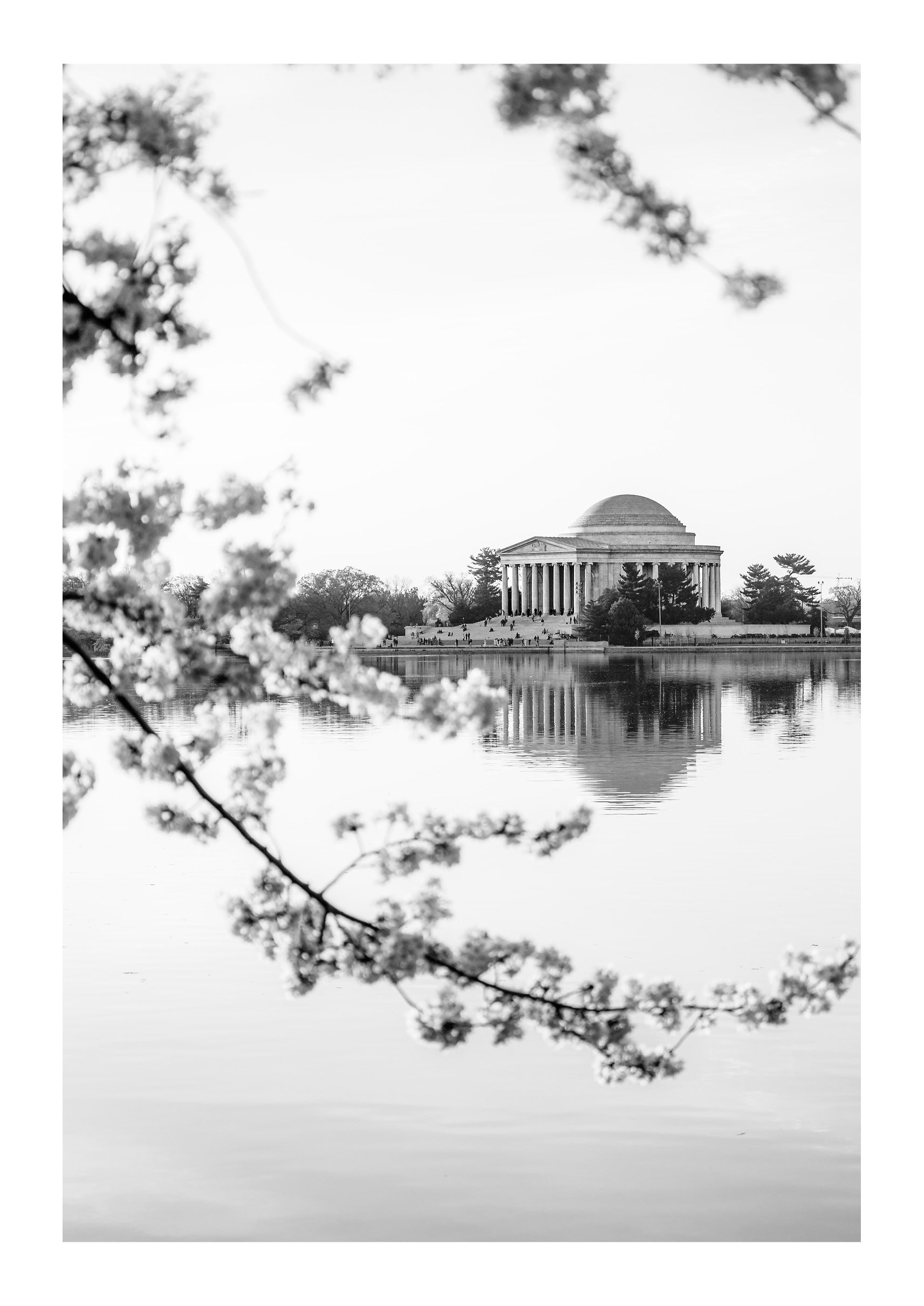DC Bloom
