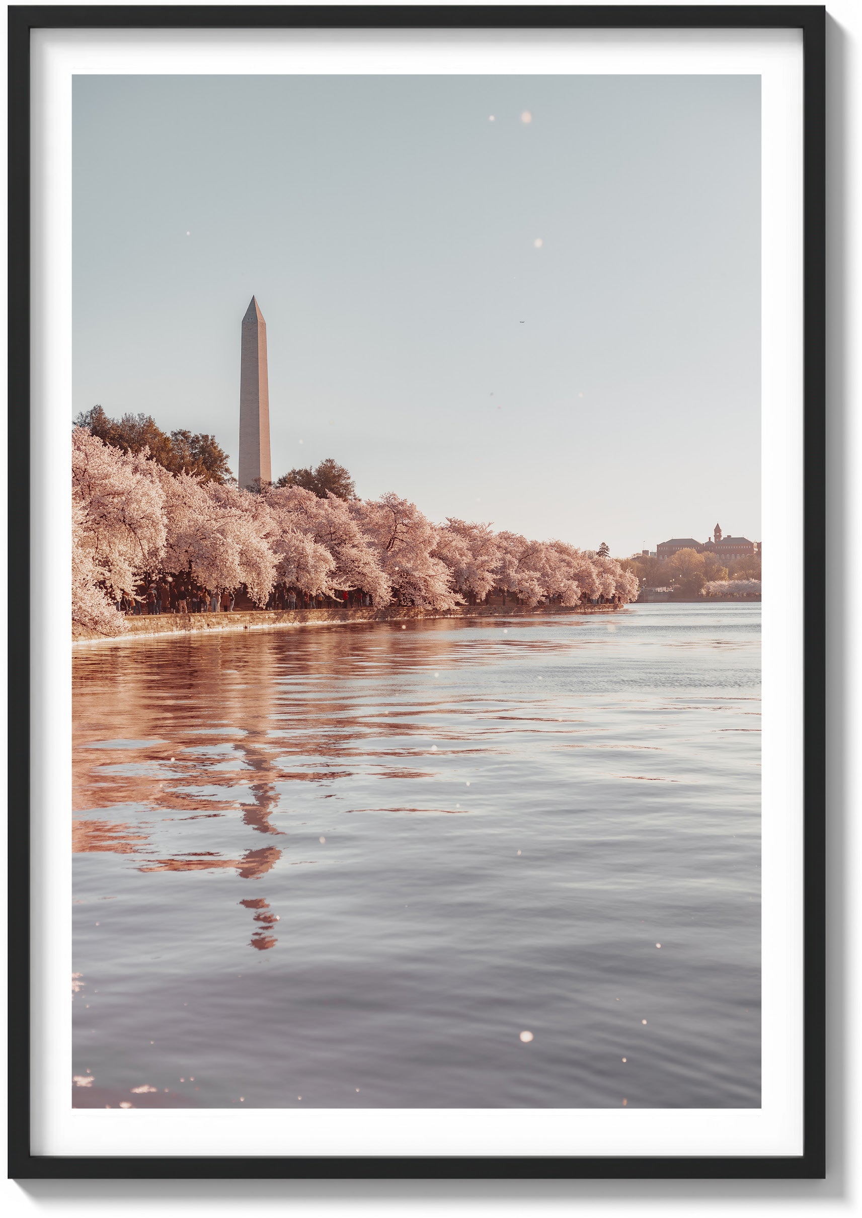 Cherry Blossom Season