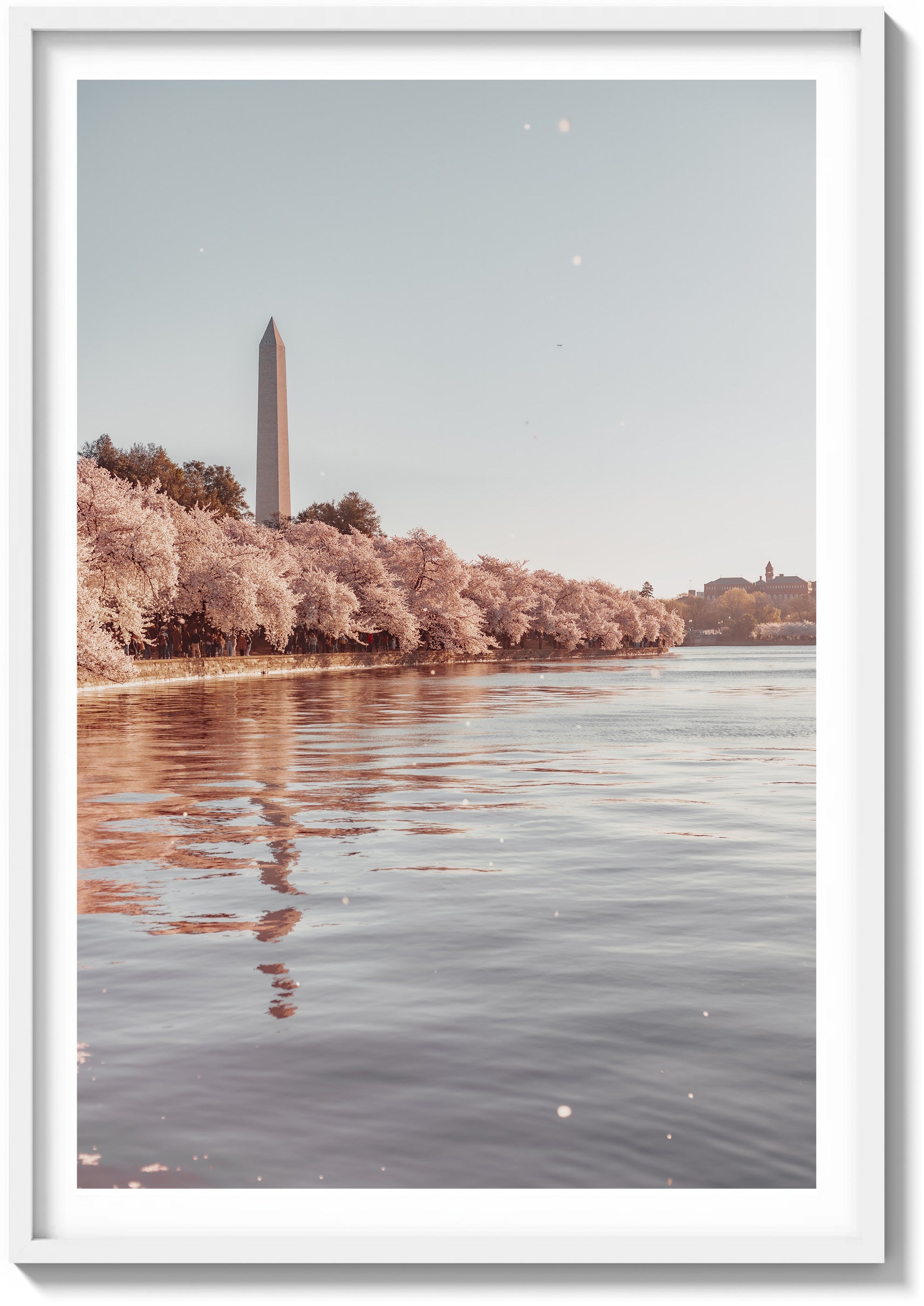Cherry Blossom Season