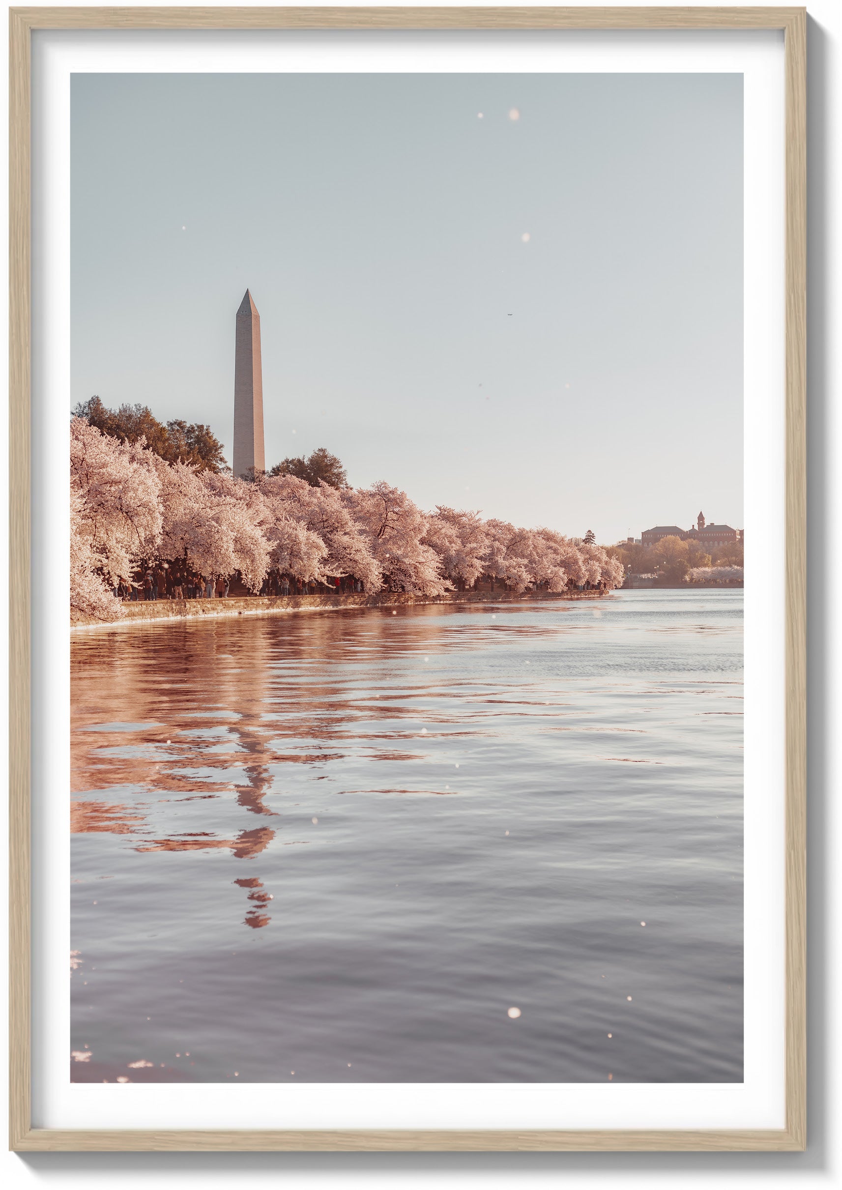 Cherry Blossom Season