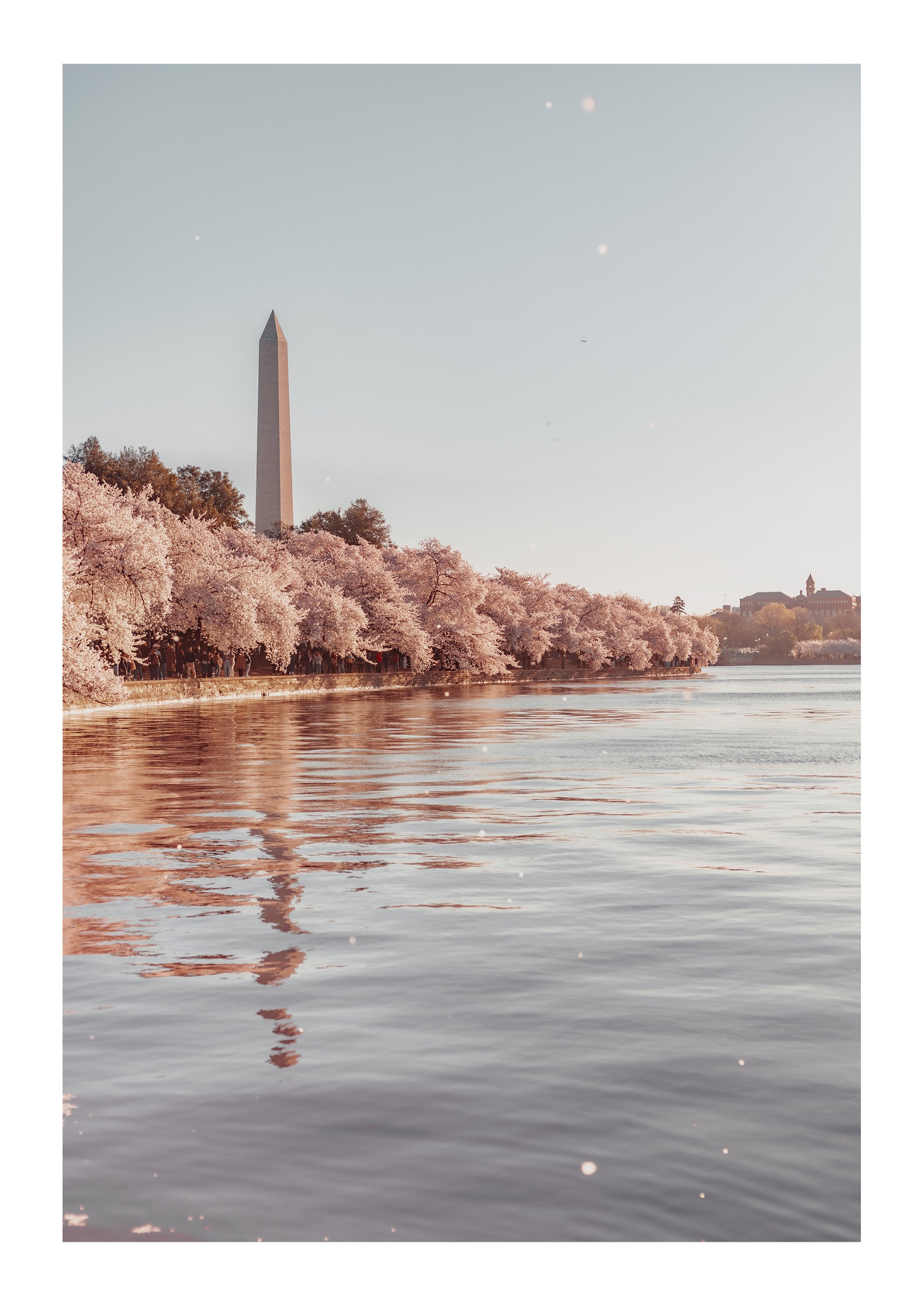 Cherry Blossom Season