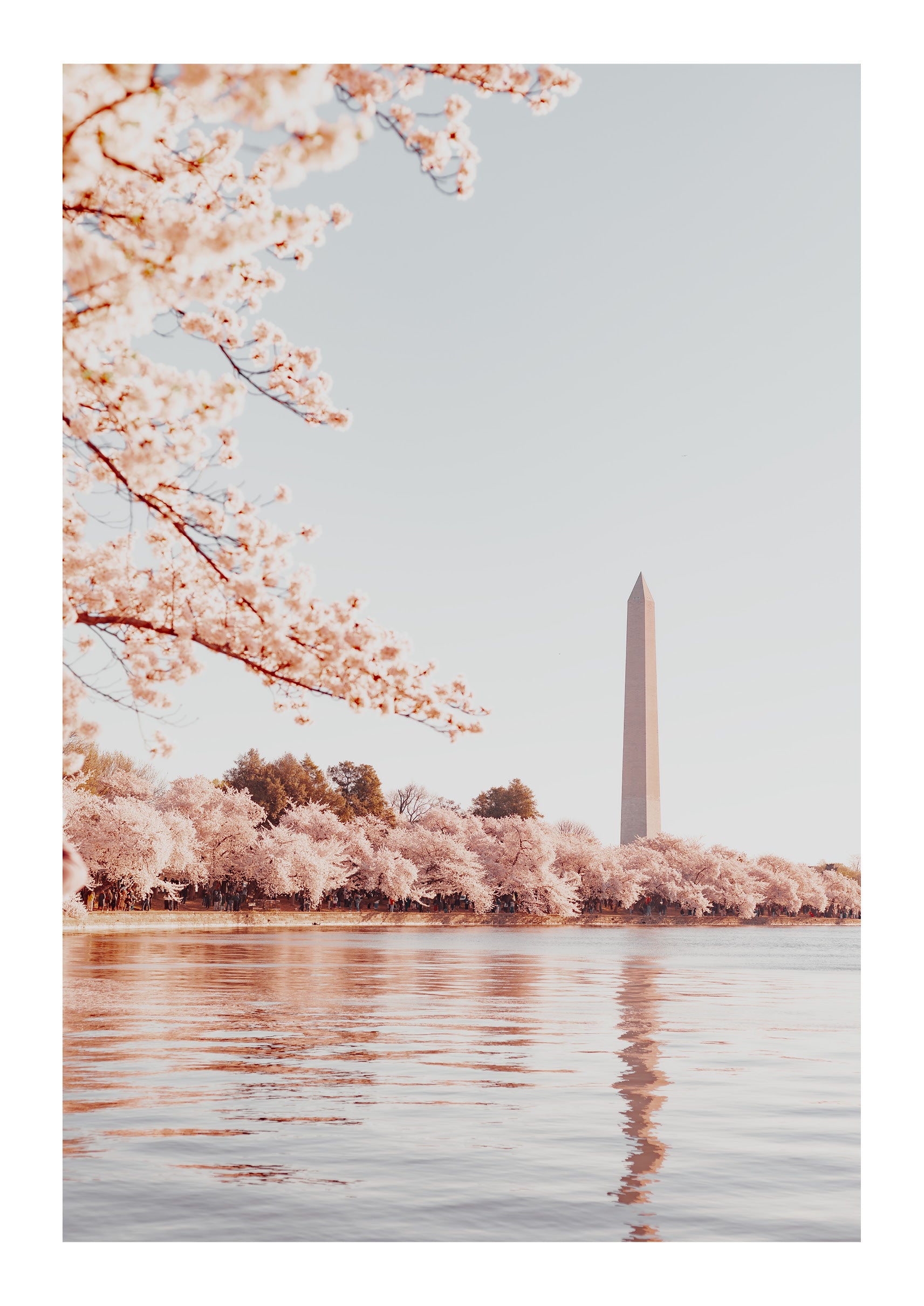 Springtime Brilliance